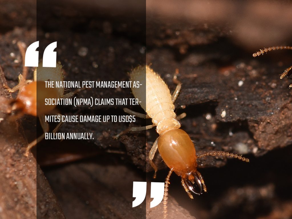 termites control in canberra 